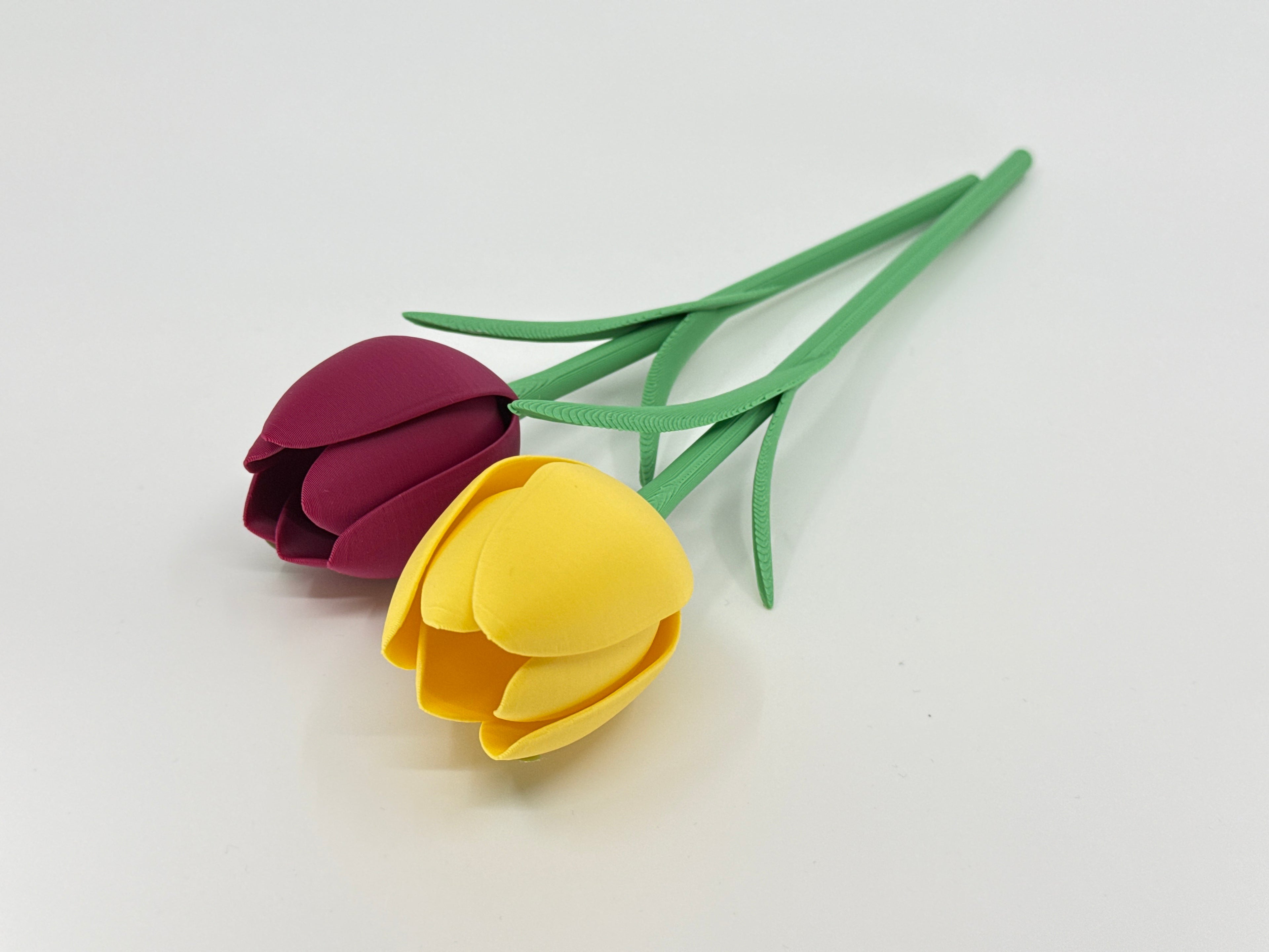 Tulip flower